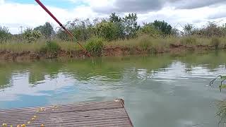 carp fishing PT 2 at puddledock farm fishery snake lake peg 97 [upl. by Spencer]