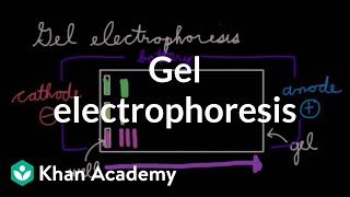 Gel electrophoresis  Chemical processes  MCAT  Khan Academy [upl. by Atival]