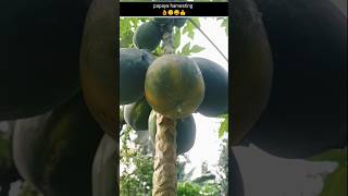 Papaya fruit harvesting video  no1 fruit satisfying trending papaya [upl. by Adaurd501]