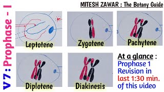 Prophase 1  Leptotene Zygotene Pachytene Diplotene and Diakinesis  Stages of Prophase 1 [upl. by Farny]