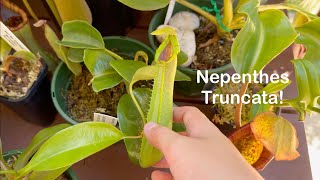 Species Spotlight  Nepenthes Truncata [upl. by Livvyy]