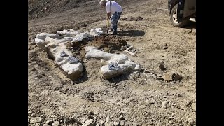 Dinosaur found in Montana will provide research opportunities [upl. by Weston]