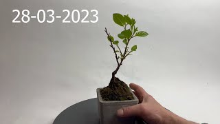 Bonsai Cytryniec chiński Schisandra chinensis [upl. by Isewk]