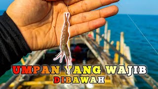 PEMANCING PEMULA MANCING BAGAN SILAKAN PAKAI UMPAN INI PASTI STRIKE [upl. by Jordain]