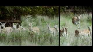 Visit Port Lympne Reserve [upl. by Dougal]