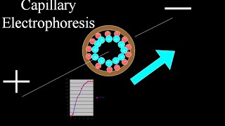 Capillary electrophoresis [upl. by Vivianne723]