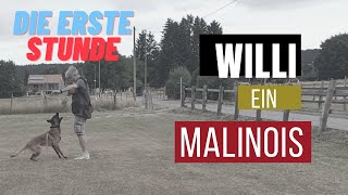 Die erste Stunde des Tages mit dem Malinois Willi  Malinois Erziehung Haltung Training [upl. by Ellevart596]