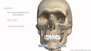 Introduction to the Digestive System Part 1  Mouth and Pharynx  3D Anatomy Tutorial [upl. by Angi]