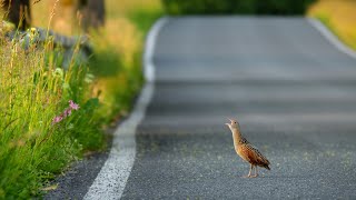 Courageous corncrake calling on the road  Crex crex [upl. by Vallie37]