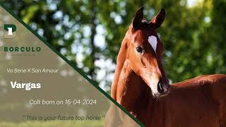 2024 Online Auction  Vargas  Colt Va Bene x San Amour [upl. by Enovi]