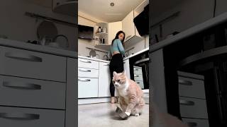 Funny Cats short gatosgraciosos catsofunny [upl. by Anthia]