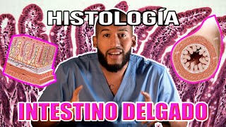 Histología  INTESTINO DELGADO Criptas de Lieberkühn Enterocitos Glándulas [upl. by Iru76]