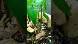 Mango Seed Germination [upl. by Christabella]