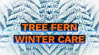 Tree Fern Winter Care  Overwintering Dicksonia antartica in UK Gardens [upl. by Nirehtak]