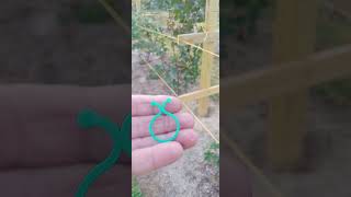 Clips for blackberry trellis work really good [upl. by Itsur]