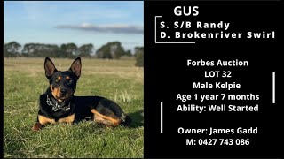 Forbes Dog Auction  GUS  Lot 32  Male 1Y 7M  Vendor James Gadd  M 0427 743 086 [upl. by Connor]