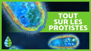 RÈGNE PROTISTE🦠 Définition caractéristiques et classification🔍 [upl. by Ut]