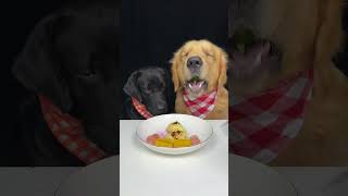 We Enjoyed Plenty Of Tasty Food Today Labrador and Golden Oh My God It Smells So Good [upl. by Adnorhs]