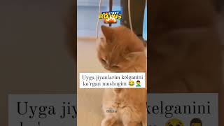 Uyga jiyanlarim kelganini korgan mushugim 🥰❤️😇 tiktok uzb dard1sarim reels topbahtrekshorts [upl. by Ecadnarb228]