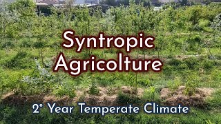 Syntropic Agriculture Explanation Model in Italy Second Year [upl. by Tak]