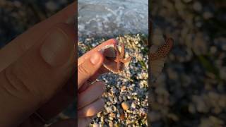 Mini shells amp a sea star in southwest Florida🐚⭐️ [upl. by Ydda215]