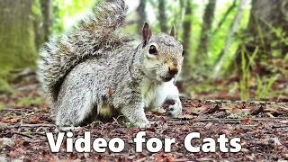 Cat TV  Squirrels and Woodland Birds Spectacular [upl. by Notrub]