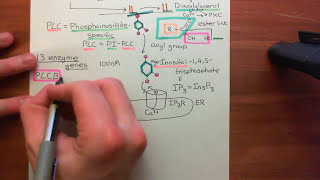 Receptor Tyrosine Kinases Part 13 [upl. by Lunseth]