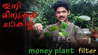 money plant filter making in fish tank ഇനി മീനുകൾ ചാകില്ല  KS Craft Planet [upl. by Salahcin898]