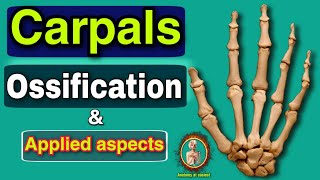 Carpals ll Ossification ll Applied aspect ll bones of upper limb ll Isha Srivastava [upl. by Atenahs]