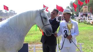 Les concours délevage des chevaux Barbe et Arabe Barbe Edition 2017 à Marrakech et à Meknès [upl. by Lonnie]