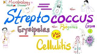 Erysipelas vs Cellulitis  Group A ßhemolytic Streptococcus  Microbiology 🧫 amp Infectious Diseases🦠 [upl. by Mairam821]