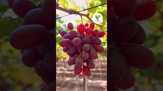 Crimson seedless grape shortvideo agriculture [upl. by Pastelki]