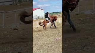 Wild Horse Equestrian Thrills equestrian horse shorts viralshorts youtubeshorts [upl. by Phila]