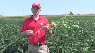 White Mold in Soybean [upl. by Gardas]