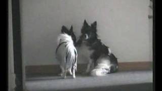 Cutest Dogs Papillion Puppies [upl. by Ninnetta]