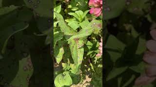 Zinnias Fungal Leaf Spot by UT Extension Agent Chris Cooper [upl. by Joete125]