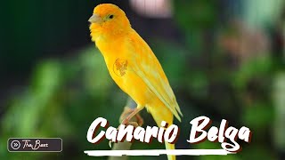 Canario Belga Cantando [upl. by Mcilroy]