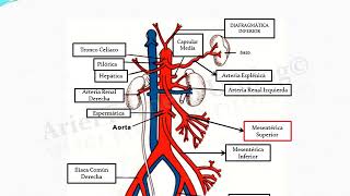 Aorta Abdominal Colaterales y Terminales [upl. by Elka]