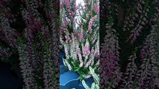 Calluna vulgaris Pyramid [upl. by Vastha145]