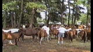 1999 Chincoteague Pony Penning [upl. by Hax]