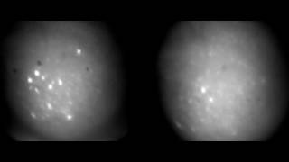 In vivo hpc imaging with InscopixGrintech lens left and GoFoton lens right [upl. by Assirec690]