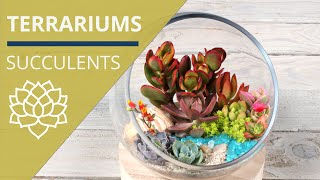 DIY Succulent Terrariums  Plants amp Care Tips [upl. by Anavrin730]