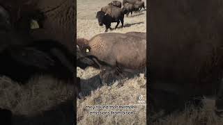 Methane emissions from bison vs cattle [upl. by Rayna]