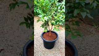 🌱planting RED HYBRID jaboticaba plant shots Malayalam🌱 [upl. by Sher]