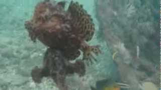 Striated Frogfish Mating [upl. by Koeppel]