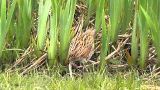 Corncrake South Uist 10th May 2015 [upl. by Mathews]