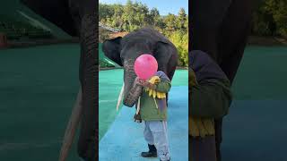 The lung capacity of an elephant seems to be able to blow a person to pieces It is rare to see [upl. by Donela]