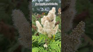 Sorbaria sorbifolia flowers garden shrubs shorts fleurs plants gardening nature [upl. by Aletha662]