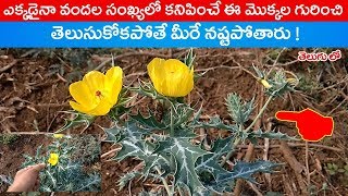 ఈ మొక్క గురించి తెలుసుకోకపోతే మీరే నష్టపోతారు  About Argemone mexicanaబలురక్కసి మొక్క [upl. by Vassily]