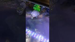 The Best Turtle Tank Setup turtle kurakura paludarium [upl. by Enneyehc]